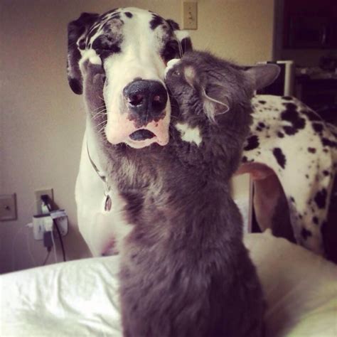15 Surprising Dog Friendships Rover Blog