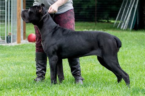 Comparing Female And Male Cane Corso Who Makes A Better Pet Cane