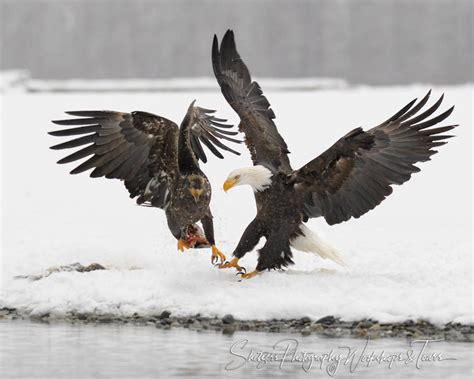 Adult And Juvenile Bald Eagles Fight Shetzers Photography