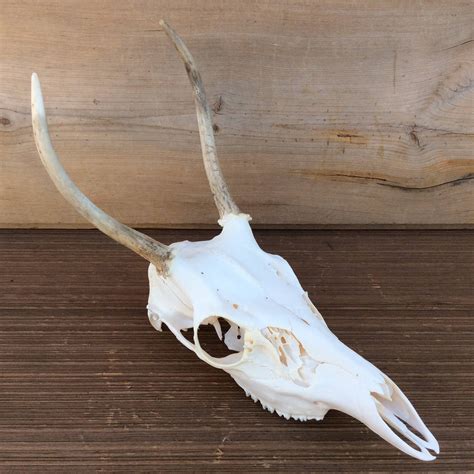 Authentic 2 Point Spike Whitetail Deer Skull European Mount From