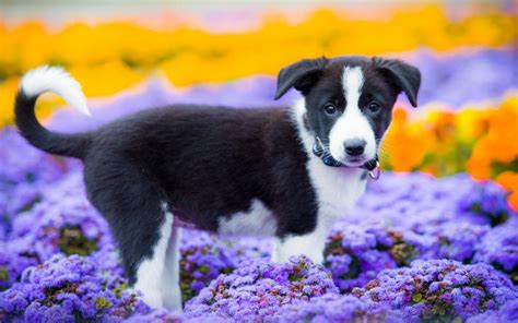 Download Puppy Dog Animal Border Collie Hd Wallpaper