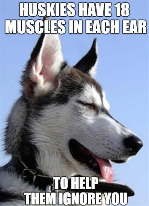 Funny Husky Memes That Will Keep You Laughing For Hours Husky Explore
