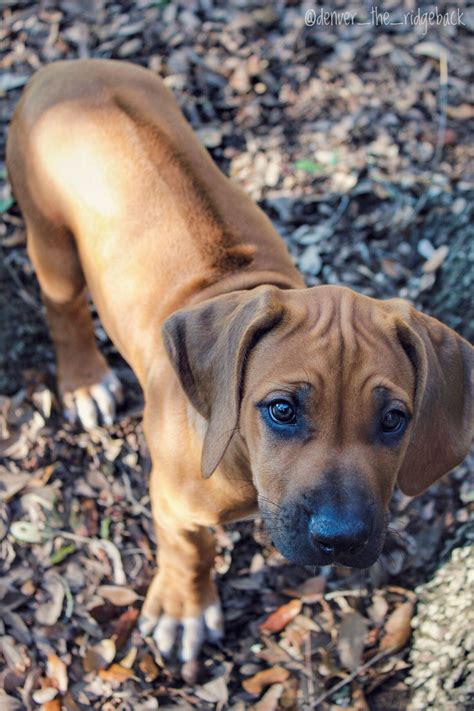 8 Weeks Old Rhodesian Ridgeback Rhodesian Ridgeback Dog Rhodesian