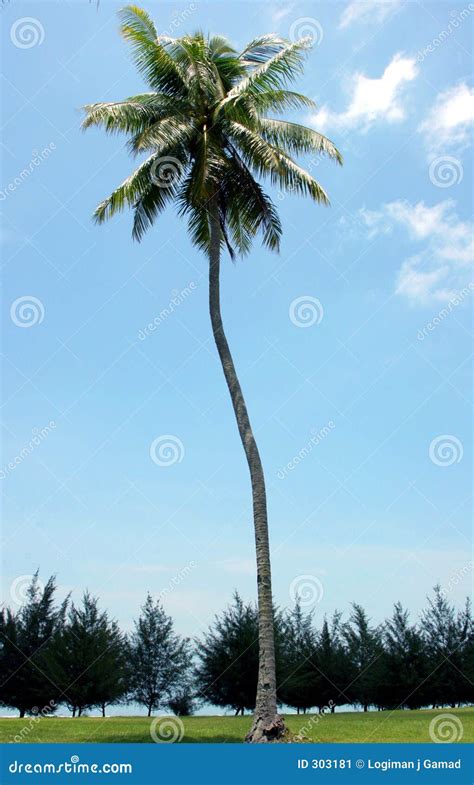 Single Coconut Tree Stock Image Image Of Tree Nature 303181