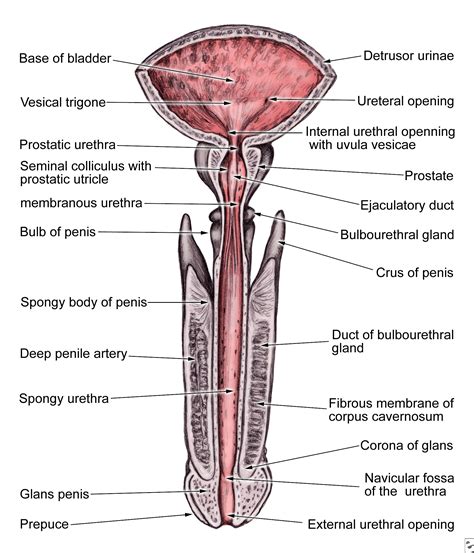 Male human anatomy vector diagram. Penis Anotomy - Masturbation Network