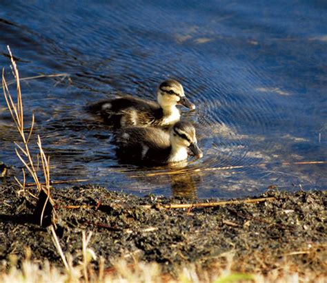 Ducklings Teal Ducklings Swimming On A Pond Suzanne Clute Flickr