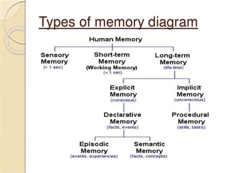 Types Of Memory Diagram Human Memory Ap Psychology Brain Facts