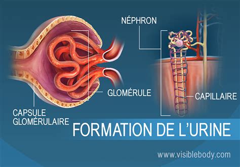 Système Urinaire