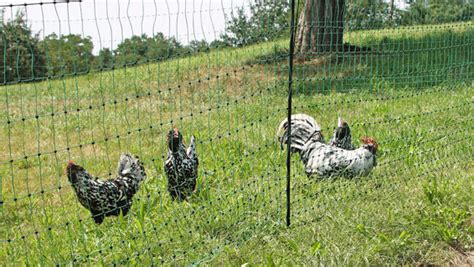 Avoir Un Canard Dans Son Jardin - 5 avantages d'avoir des poules dans son jardin - Direct-Filet.com le blog