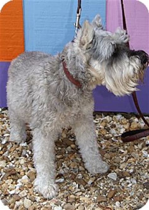 Active and loving, obedient, protective companions. Englewood, FL - Schnauzer (Miniature) Mix. Meet Bailey a ...