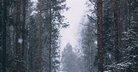 Snow Falling In A Forest · Free Stock Photo