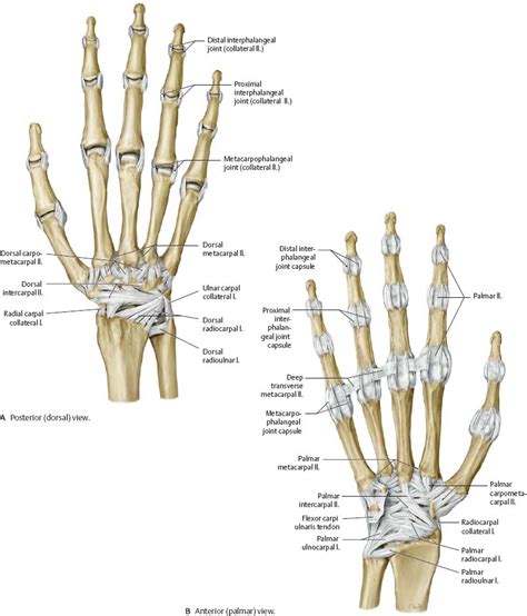 Wrist And Hand Atlas Of Anatomy