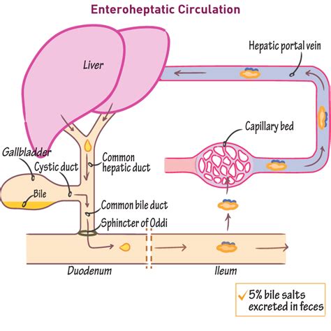 Biochemistry Glossary Enterohepatic Circulation Ditki Medical