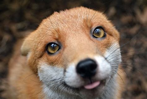 Britains Friendliest Fox Is So Tame She Cant Be Released Into The