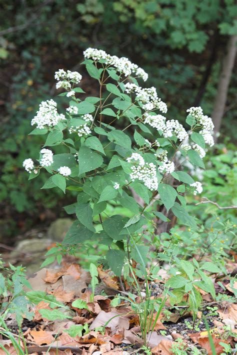 Eupatorium Rugosum Ageratina Altissima Asteraceae White Snakeroot