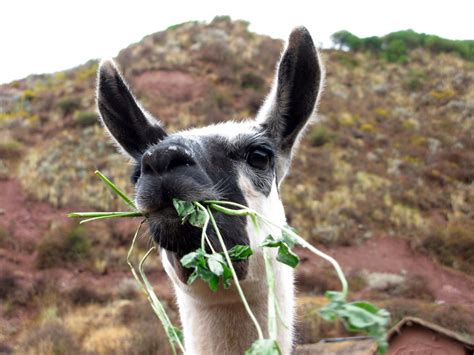 Fotos Gratis Naturaleza Césped Animal Fauna Silvestre Mamífero