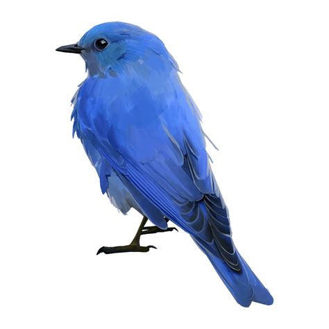 Photo Clipart Png Photo Blue Jay Hd Photos Png Images Blue Bird