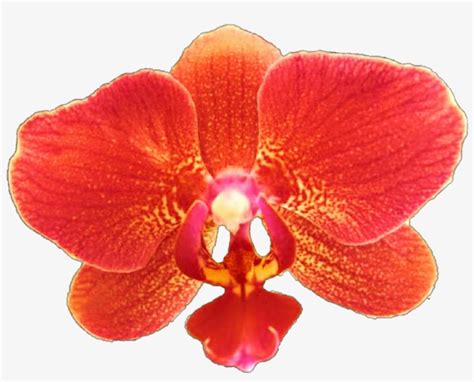 Orchid Flower Emoji