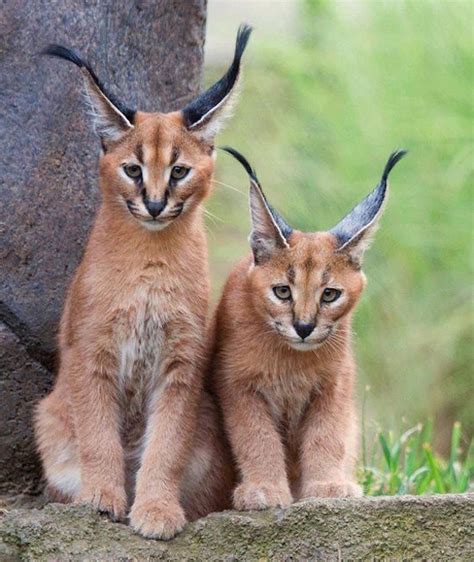 Wild Caracal From Asia Caracal Kittens Animals Wild Caracal Cat