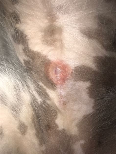 My Dog Was Spayed A Little Over A Month Ago Her Scar Is Healed Nicely