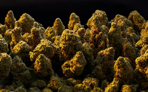 The Best Strains Of All Time 100 Popular Cannabis Strains To Try
