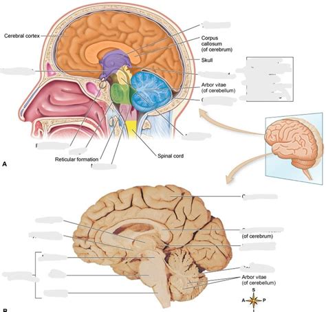 Brain Cross Section Diagram Quizlet