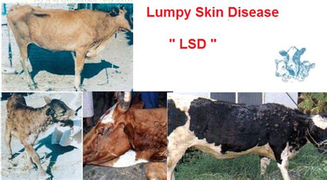 Lumpy Skin Disease Definition Causes Symptoms Treatment And Control