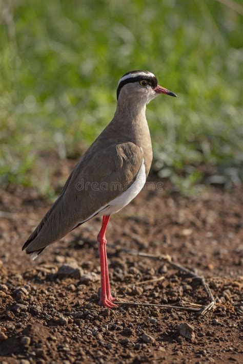 Crowned Lapwing Vanellus Coronatus Stock Photo Image Of Cute