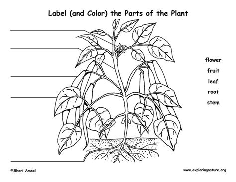 Label The Parts Of The Plant Elementary