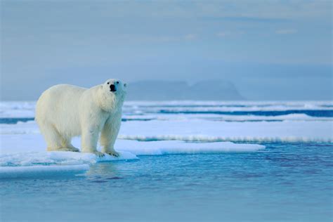 5 Places Where Polar Bears Live In The Wild With Photos Wildlifetrip