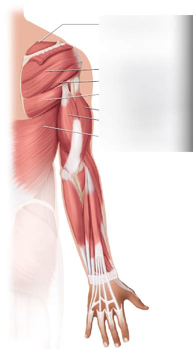 Bio201 Lab 6 Posterior View Of Skeletal Muscle On The Arm Diagram