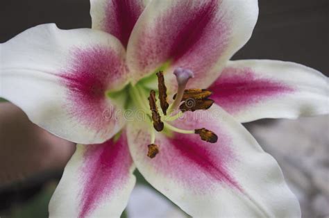 Lilies In The Garden White And Purple Blooming Lily Royal Breed Of