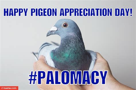 Pigeon Appreciation Day 2016
