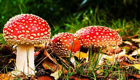 ¿cuáles Son Las Características Del Reino Fungi