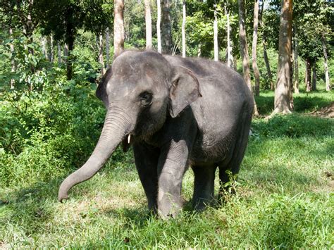Things to do near shanghai wild animal park. Saving the Wild Elephants of Peninsular Malaysia