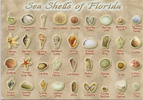 Pippilottapirat Sea Shells Of Florida From Michalle From Usa