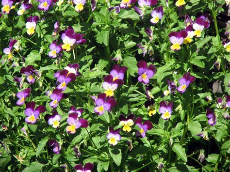 Plant Photography Viola Tricolor