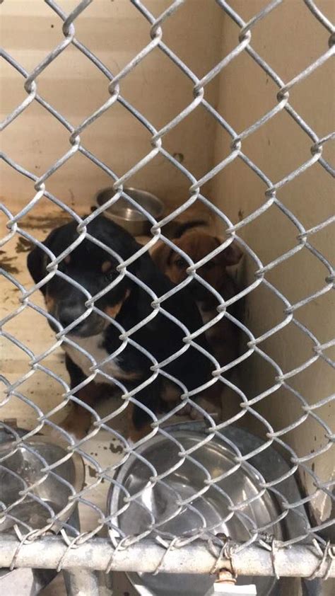 In Midland Tx High Kill Animal Shelter Their In Need Of Prayers