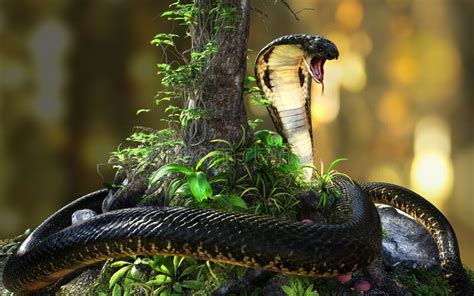 Cobra Royal Le Plus Long Serpent Venimeux Des Mondes Sur La Jungle