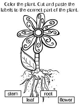 100 Followers FREEBIE! Parts of a Plant | Parts of a plant, Theme