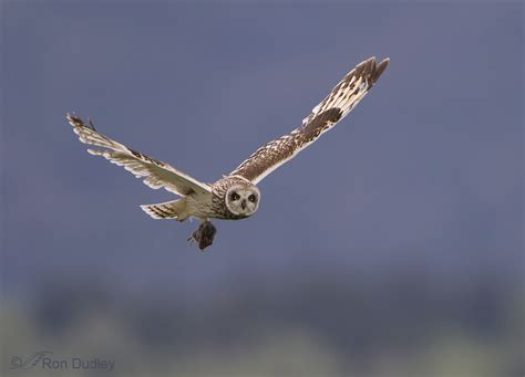 Short Eared Owls And The Handedness Phenomenon Feathered Photography