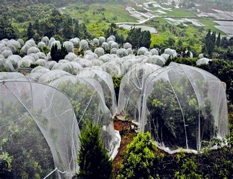 Alternatives, how best to secure and use them for maximum protection. Mosquito Garden Crop Plant Netting Protect Bug Insect ...