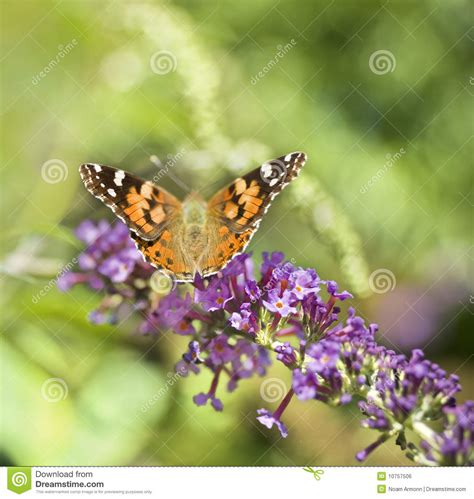 Monarch Butterfly On Butterfly Bush Stock Photo Image Of Gorgeous