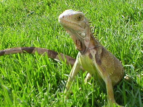 The Worst Reptiles for Beginning Hobbyists