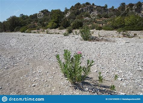 Nerium Oleander Grows On A Dry Riverbed Nerium Oleander Oleander Or