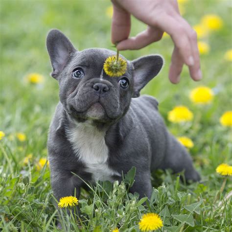 59 Blue French Bulldog With Blue Eyes Pic Bleumoonproductions