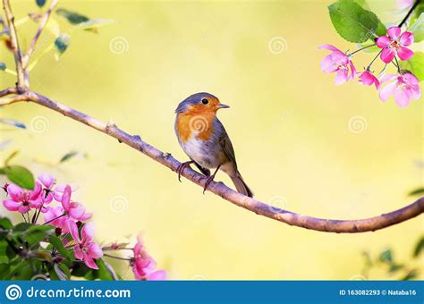 Small Bird Robin Sits On An Apple Tree Branch With Pink Flowers In