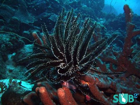 This Island Has Rare Black Coral That Is Found Nowhere Else In This