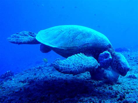 459 Honu Hawaiian Green Sea Turtle ハワイアオウミガメ ハワイアオウ Flickr