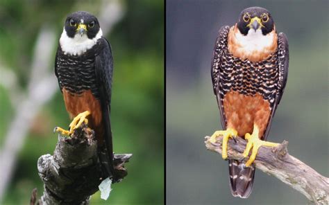 Orange-breasted Falcon | Neotropical Falcon | Whitehawk Birding Blog